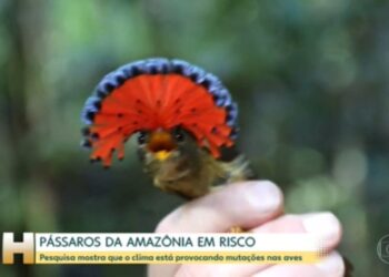 Mudança climática: urbanista cria 'cidades-esponja' para combater enchentes
